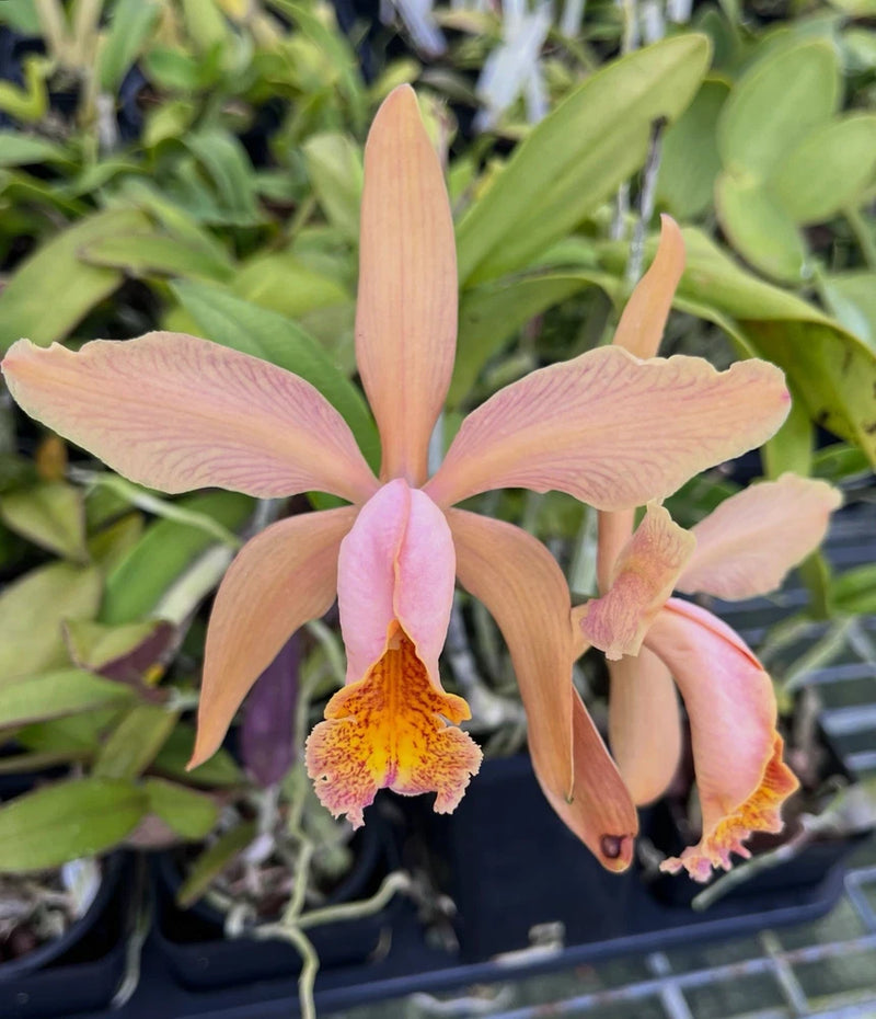 Peach orange Cattleya orchid with ruffled petals and yellow orange speckled lip