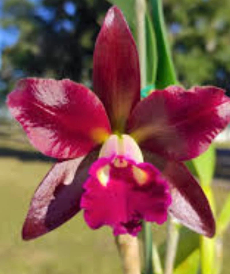 Live orchid flower with deep magenta petals and yellow center, close-up