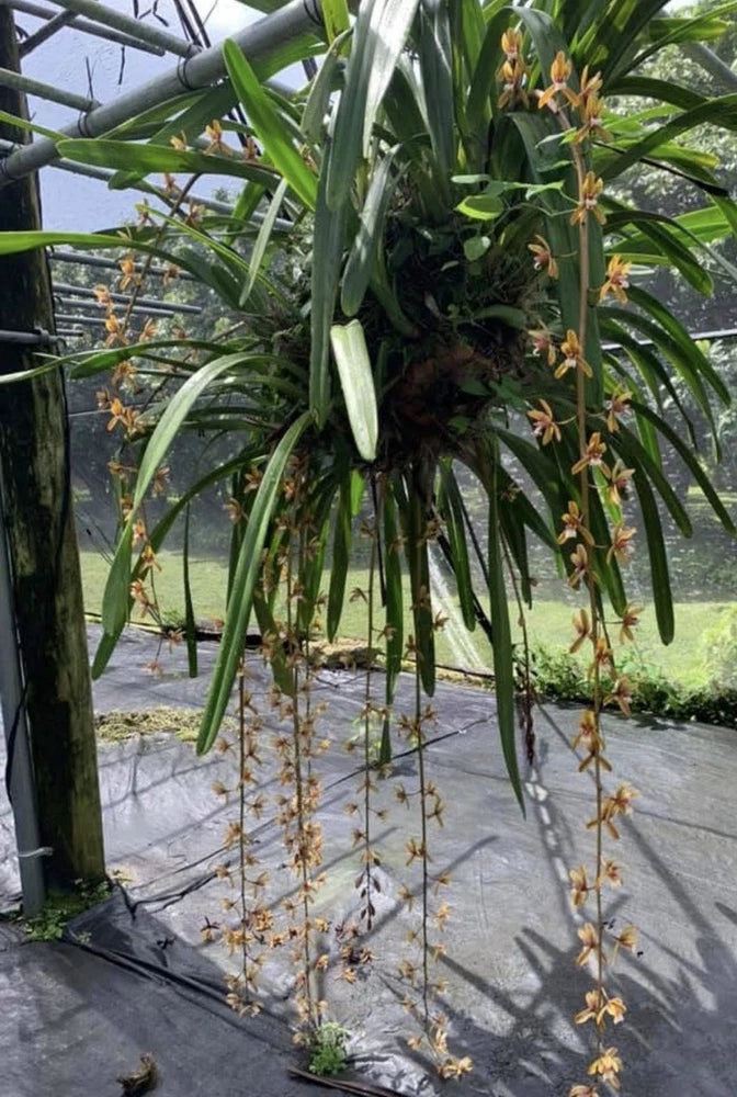 Cymbidium Finlaysonianum orchid with long strap leaves and many yellow-orange flower spikes
