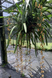 Cymbidium  Finlaysonianum Orchids