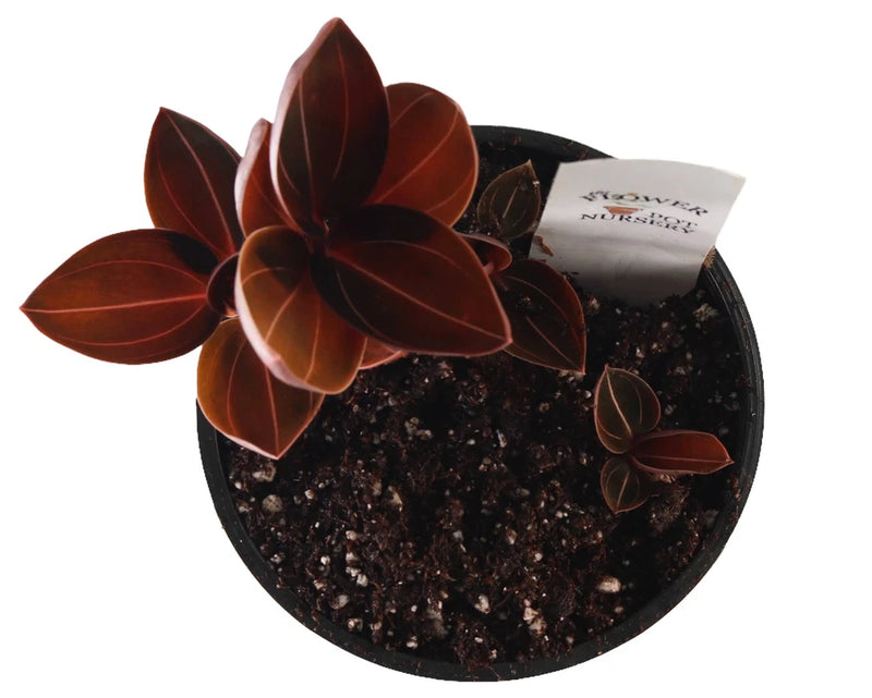 Burgundy orchid plant in black pot with dark soil and layered petals