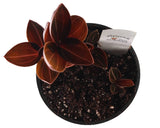 FlowerPotNursery Sea Turtle Jewel Orchid Ludochilus sp. Sea Turtle 4