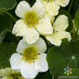 50+ Yeti Nasturtium Seeds for Garden Planting - USA - FAST SHIPPING! Garden Plants