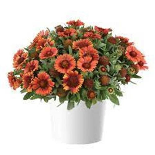 72 GAILLARDIA GUSTO PAPRIKA Live Plants Plugs Garden Planters AV Garden Plants