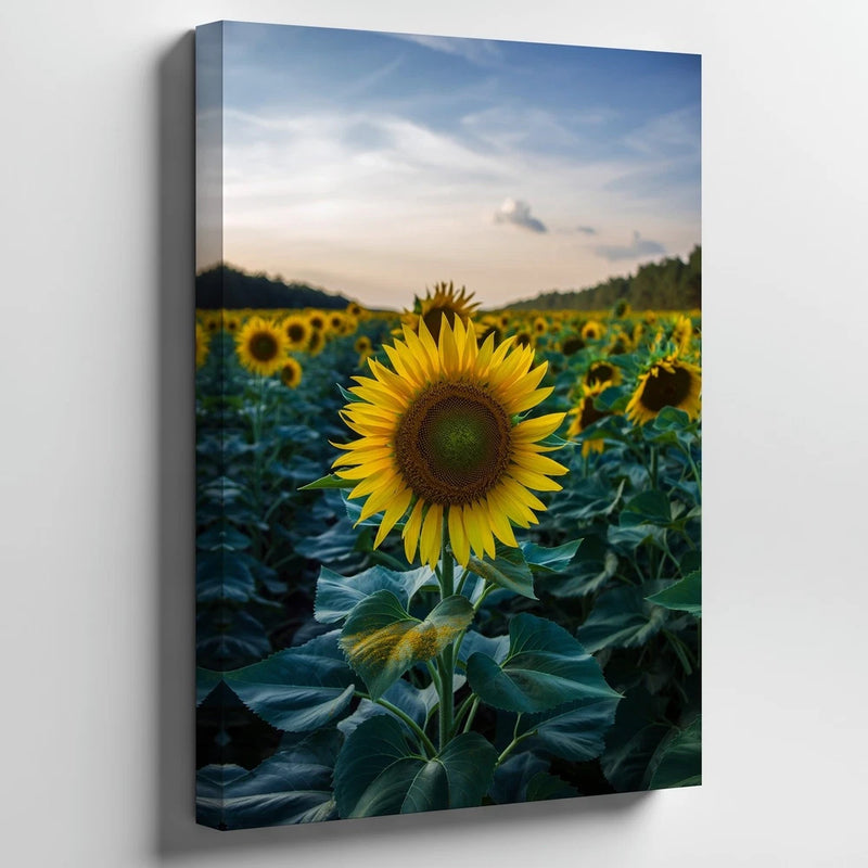 Vibrant Field Of Sunflowers In Full Bloom, Showcasing A Variety Of Wall Art Sunflower