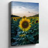 Vibrant Field Of Sunflowers In Full Bloom, Showcasing A Variety Of Wall Art Sunflower