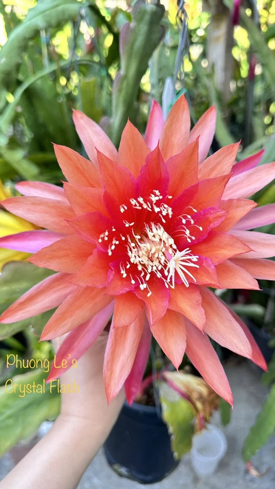 Orange-pink orchid cactus flower with long petals and white stamens