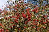 50 WASHINGTON HAWTHORN Crataegus Phaenopyrum Mayflower Shrub Tree Edible Fruit & Flowering Plants