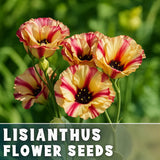 Dream Lisianthus Seeds - 100 Seeds Garden Bloom Flower Seed Non Gmo Garden Plants