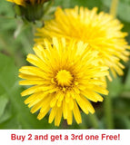 2,000 Dandelion seeds - Taraxacum Officinale Green Plant