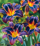 50 Burning Embers Lily Seeds Heirloom Beautiful Rare Flower Plant !! Lily
