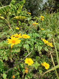 Mexican Sunflower Cuttings,( 10 cuttings)Tithonia Diversifolia. Flowering Plants
