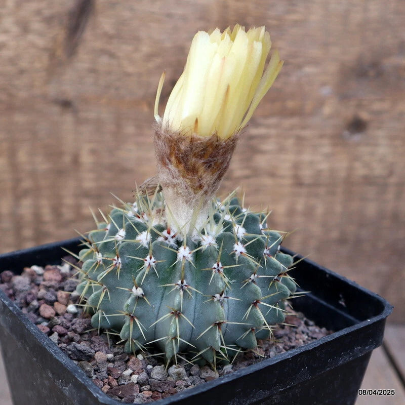 Green potted cactus with spines and pale yellow flower bud