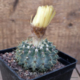 A7843 NOTOCACTUS BUININGII pot10-H5-W8 cm MaMa Cactus Green Plant