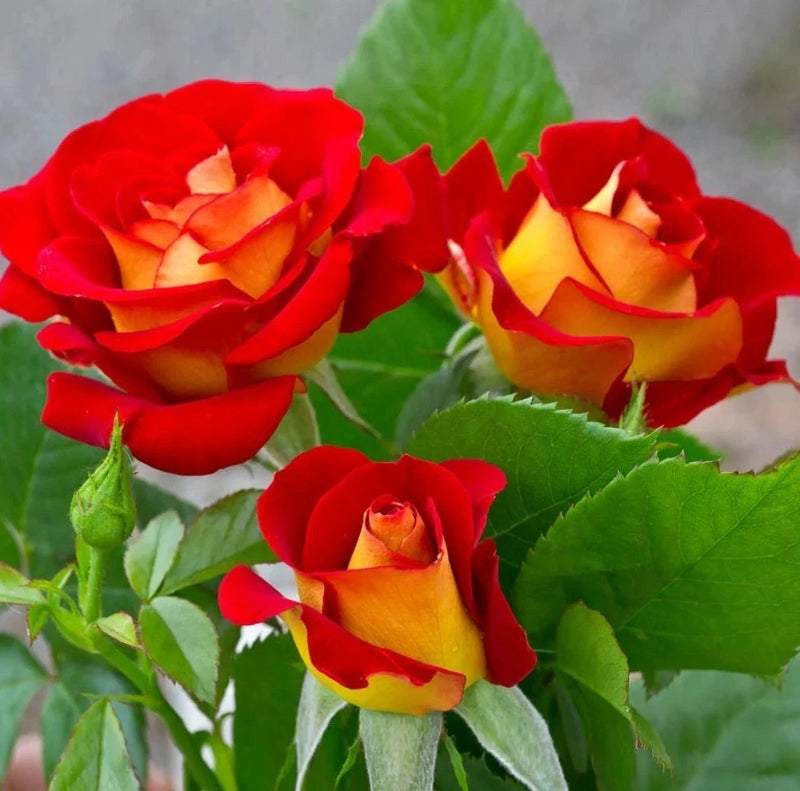 Ketchup & Mustard Rose Seeds - Pack 30 Seeds - Rose Flower Gardening Garden Plants