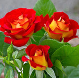 Ketchup & Mustard Rose Seeds - Pack 30 Seeds - Rose Flower Gardening Garden Plants