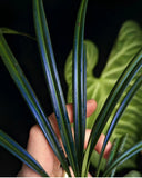 Mapania caudata, Rare Terrarium Plant, Orchid, Large Specimen!Can Split Into 2! Orchids