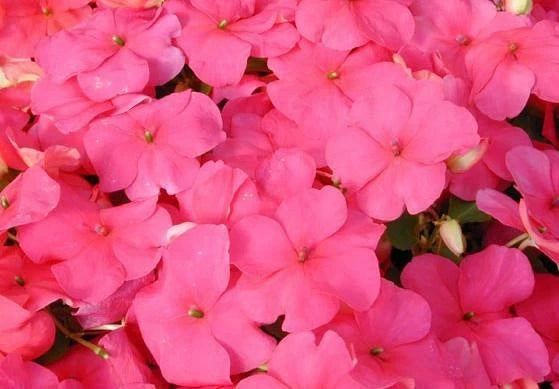 50 Impatiens Seeds Super Elfin Lipstick Flower Seeds Impatiens Seeds Flowering Plants
