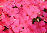 50 Impatiens Seeds Super Elfin Lipstick Flower Seeds Impatiens Seeds Flowering Plants