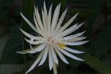 (1) ~CUTTING~ 8" Long Epiphyllum ~Hookeri Strictum~ Orchid Cactus Succulents Orchids