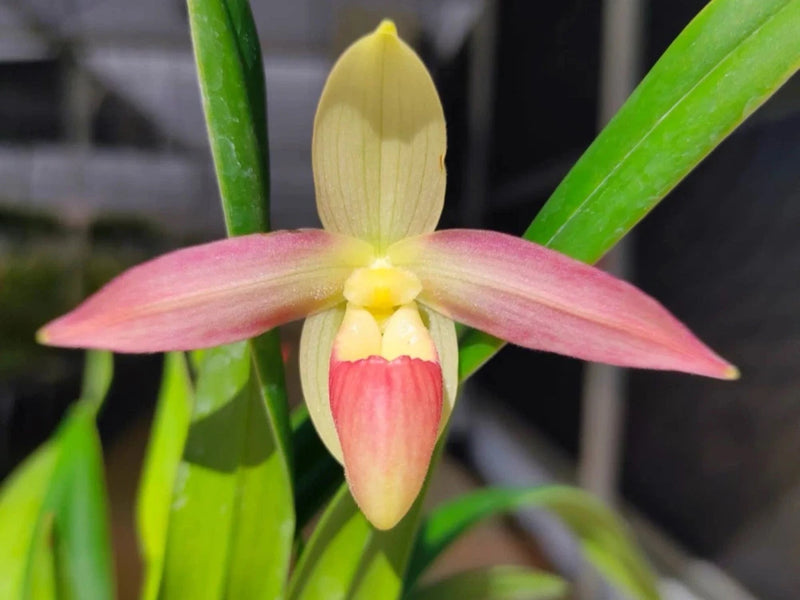 Pink and yellow lady slipper orchid flower with long green leaves