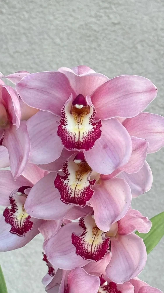 Pink cymbidium orchid flowers with deep magenta throats