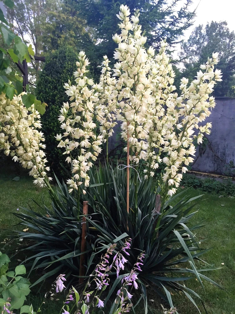 100 YUCCA (Soapweed / Soapwell / Beargrass / Great Plains Yucca) Yucca Glauca Fl Flowering Plants