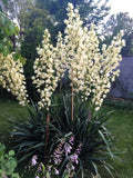100 YUCCA (Soapweed / Soapwell / Beargrass / Great Plains Yucca) Yucca Glauca Fl Flowering Plants
