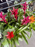 Guzmania bromeliad Orchids