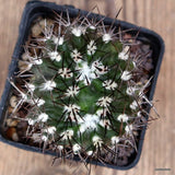 D4313 NEOPORTERIA ERIOCEPHALA pot7-H7-W7 cm MaMa Cactus Green Plant