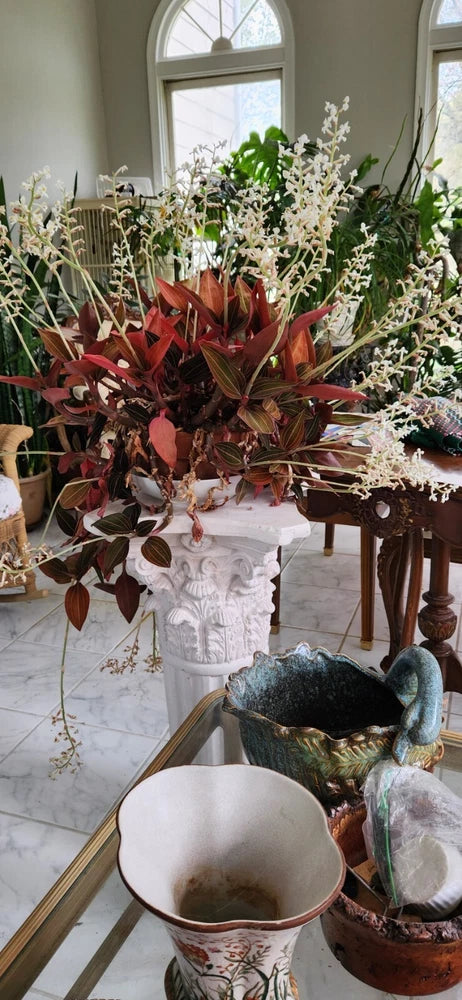 Ludicia Discolor orchid plant in mixed pot arrangement with dark red and pale white blooms