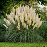White Pampas Grass 20 Seeds Fluffy Perennial Garden Plant Free Shipping Pampas Grass