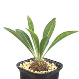 2-3CM Succulent Cactus Plant Euphorbia Bupleurifolia Ball Cactaceae Home Garden Garden Plants
