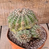 D5915 GYMNOCALYCIUM BALDIANUM pot14-H12-W13 cm MaMa Cactus Green Plant
