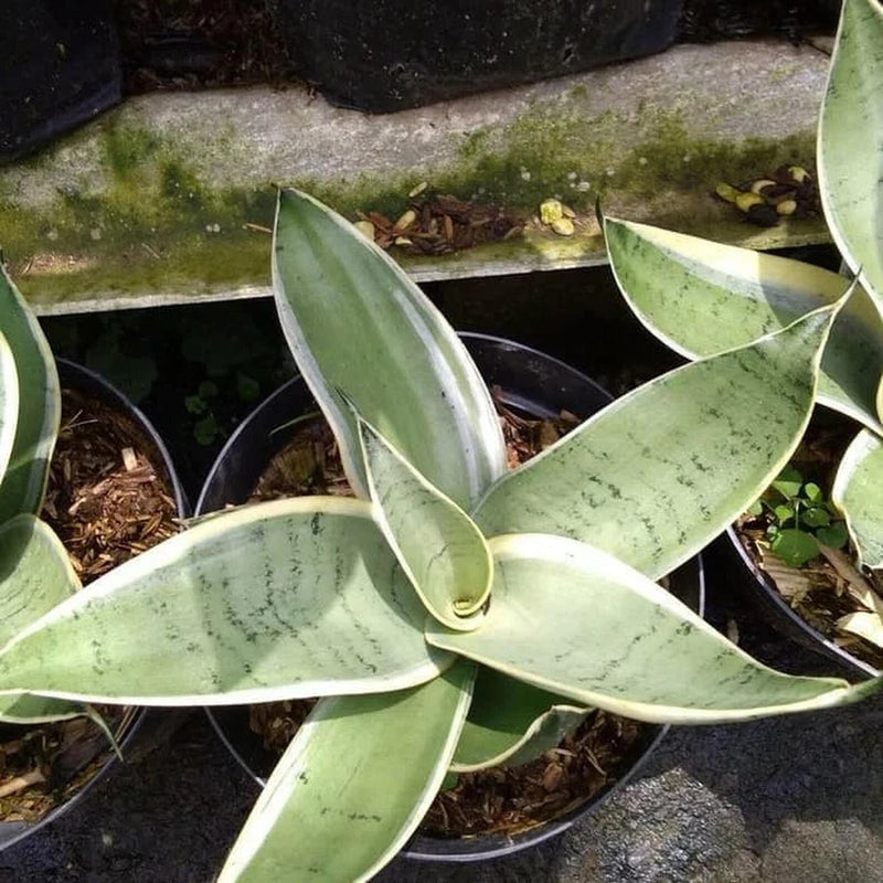 Sansevieria Mini Green Silver Rare Uniqe Snake Plant Green Plant