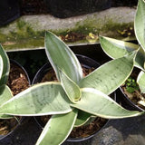 Sansevieria Mini Green Silver Rare Uniqe Snake Plant Green Plant