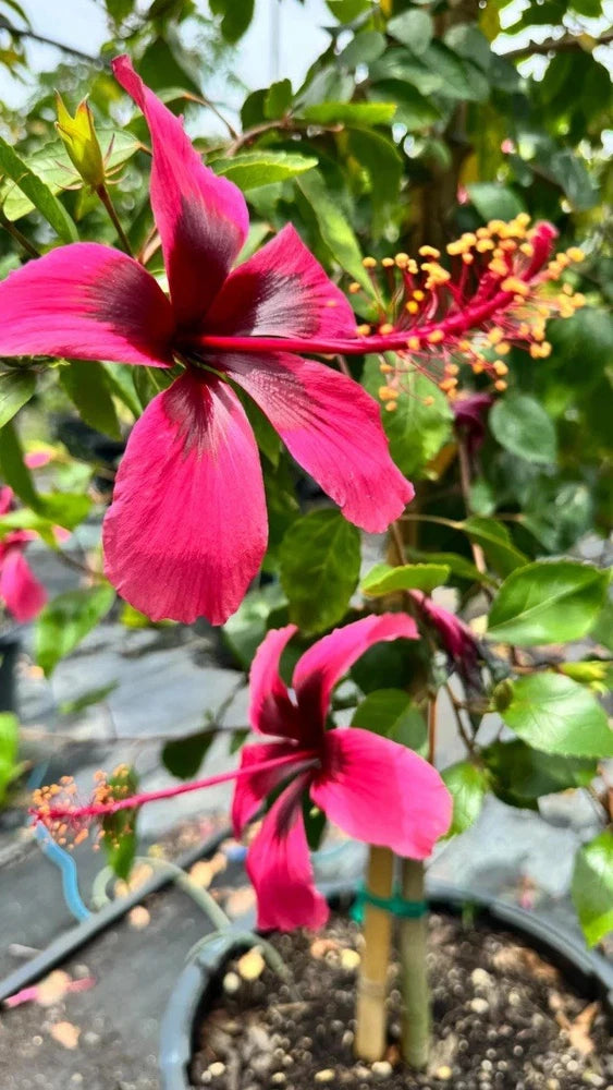 Live hibiscus plant with bright pink flowers and green leaves in a pot