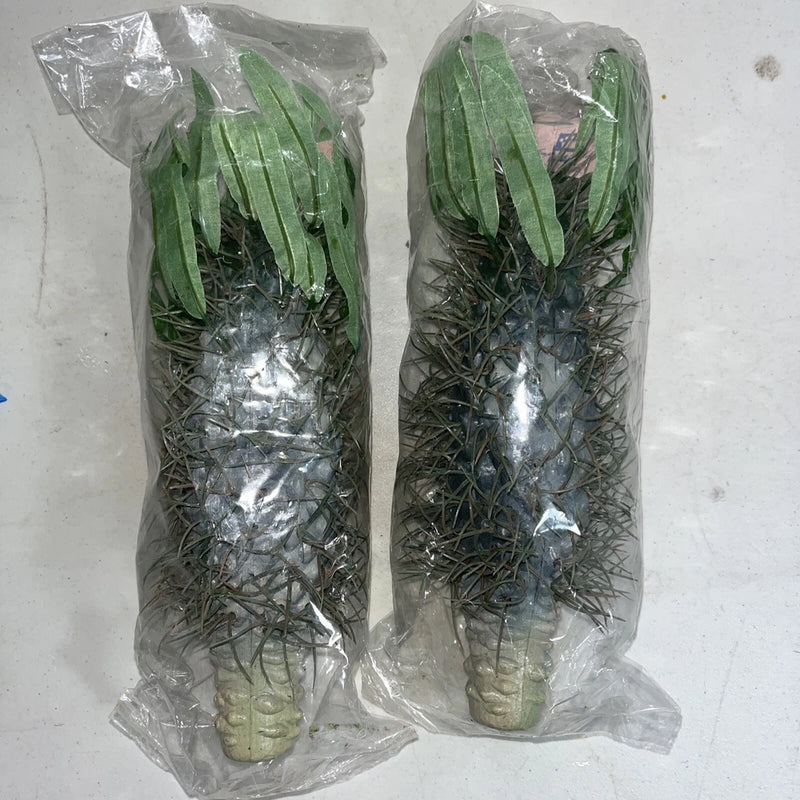 set of 2- 8 Inch Artificial Cactus Plant green Imperial Silk foliage w/ leaves Green Plant