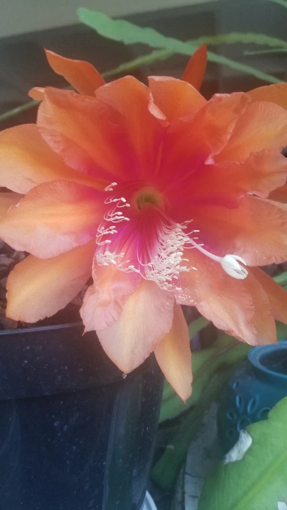 Orchid cactus flower with orange-pink petals and bright red center, in bud stage