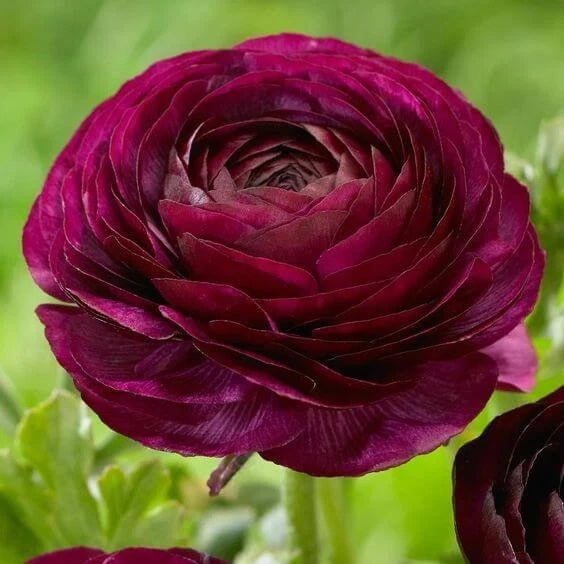 Ranunculus Imported Flower Bulbs Purple Pack of 2 bulbs Ranunculus