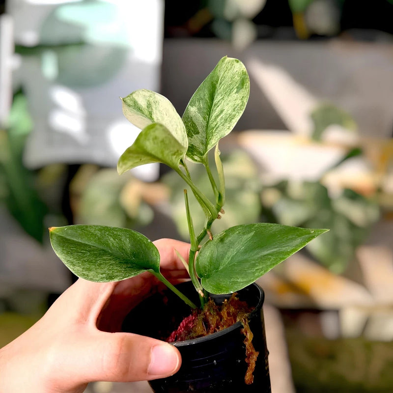Scindapsus Moonlight Mint Variegated Jungle Plant Green Plant