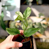 Scindapsus Moonlight Mint Variegated Jungle Plant Green Plant