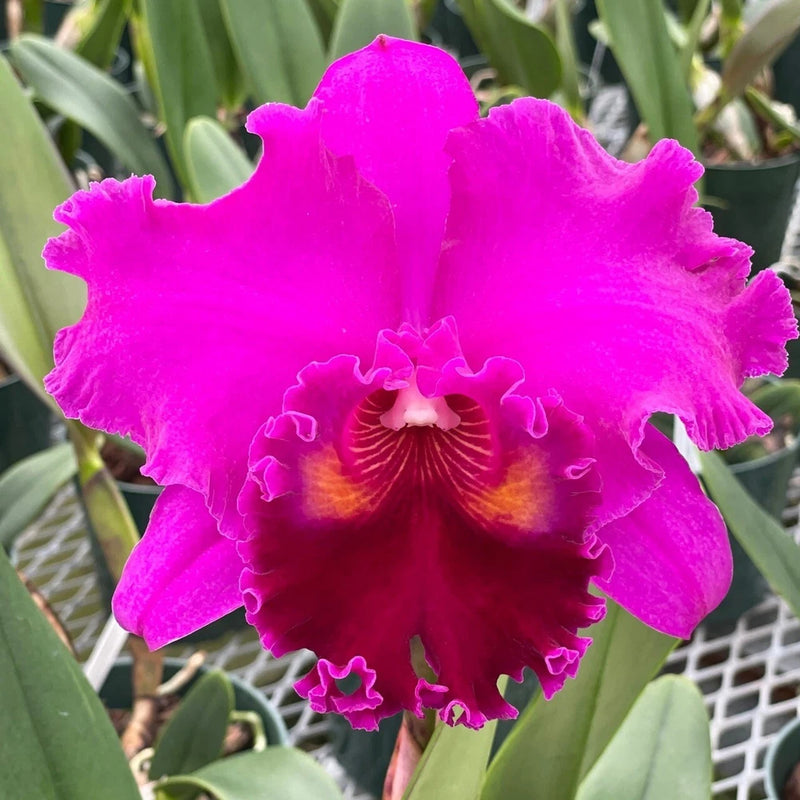 Live orchid plant with bright pink-purple ruffled flower and fringed petals