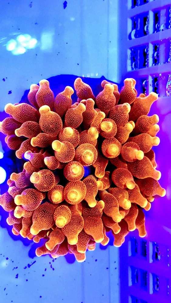 Ultra Sunburst Anemone wysiwyg Anemone