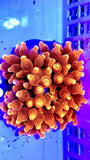 Ultra Sunburst Anemone wysiwyg Anemone