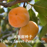 Taishu Sweet Persimmon 3 Years Grafted Outdoor Green Orange Edible Full Sun Green Plant