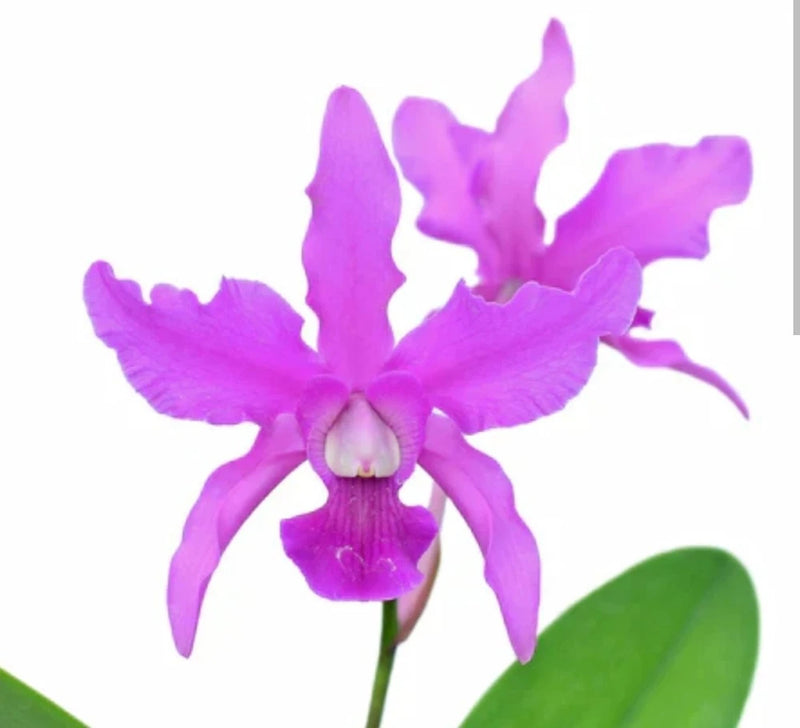 Purple live orchid flower with ruffled petals and green leaf