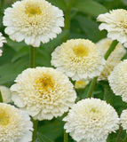 100+ Zinderella White Zinnia Seeds for Garden Planting - USA - FREE SHIPPING! Garden Plants