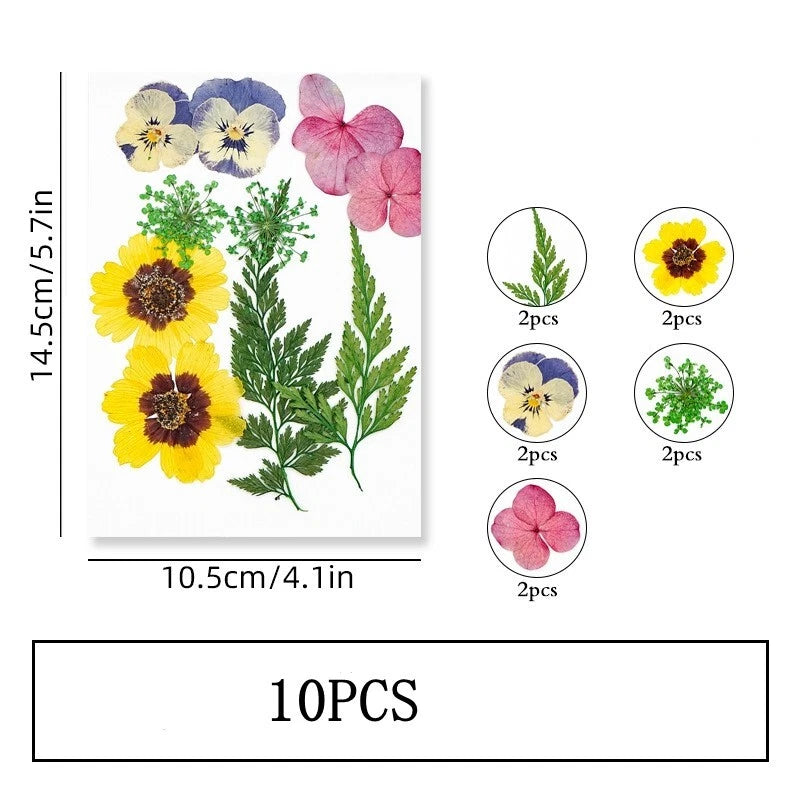 Pressed dried flower set with yellow blooms, leaves, and pink/blue petals for crafts