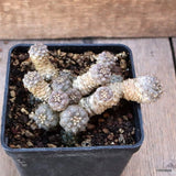 D5374 COPIAPOA TENUISSIMA pot10-H5-W12 cm MaMa Cactus Green Plant